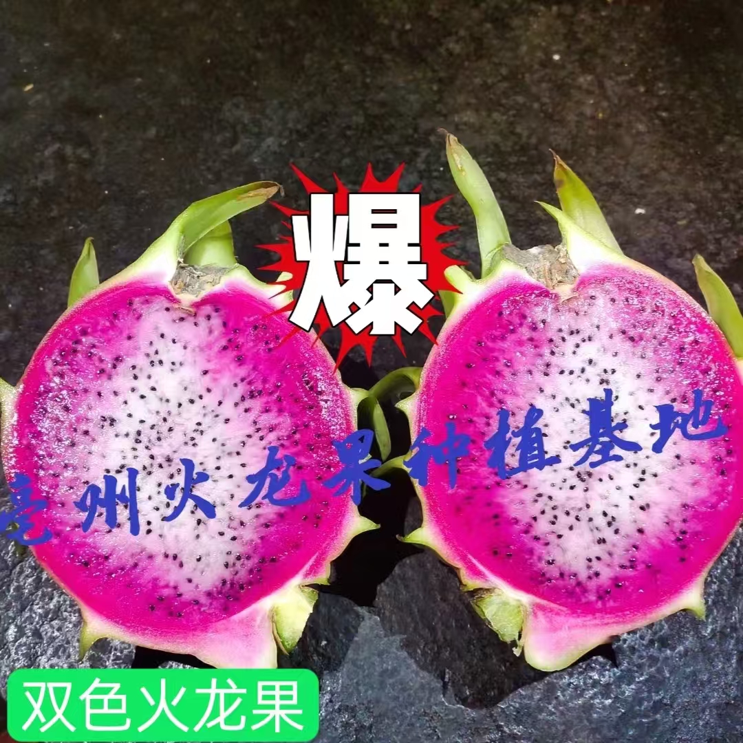 精品双色火龙果苗20cm至60cm（5颗起）
