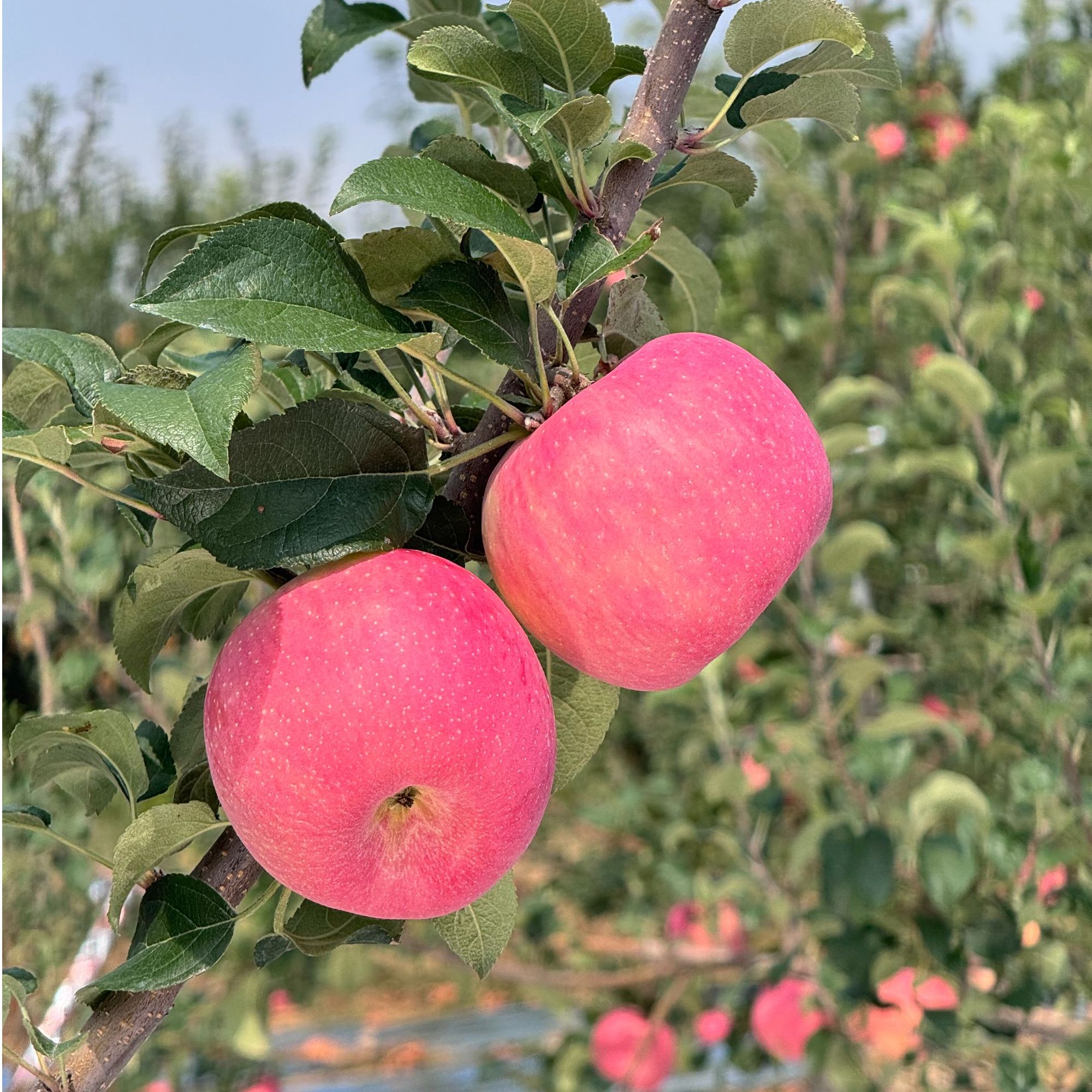 陕西秦脆苹果脆甜无渣