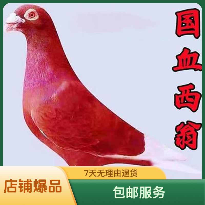 精品纯种老国血西翁红千公里冠军血统大鼻子鸽子出售种鸽幼鸽果园