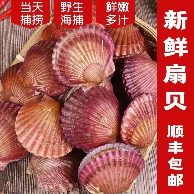 扇贝鲜活 小红贝 港湾贝 鲜活发货 5斤一箱包邮包鲜不包活