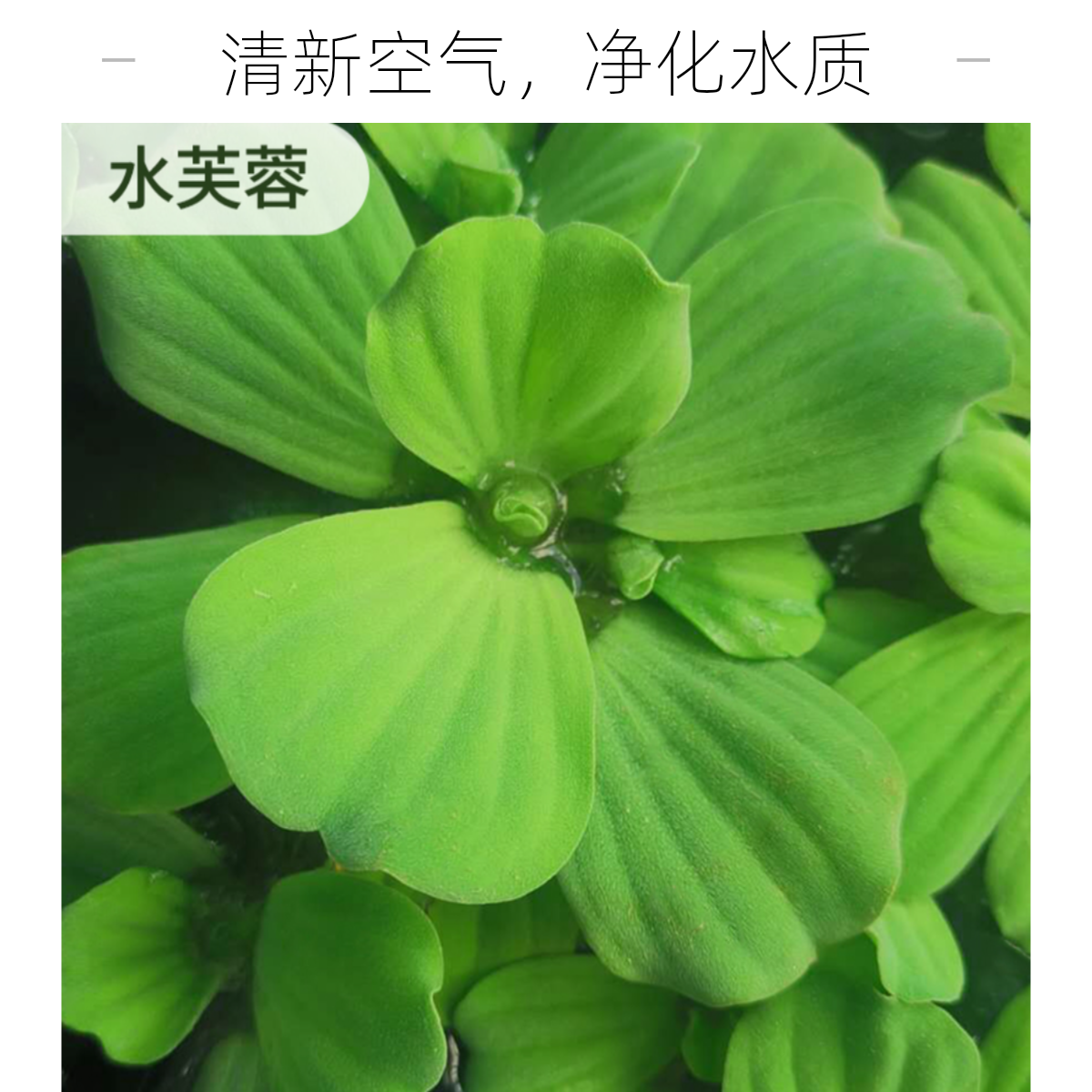 水培植物水芙蓉浮萍水葫芦一叶莲花水草造景净化水质龟缸鱼缸适用
