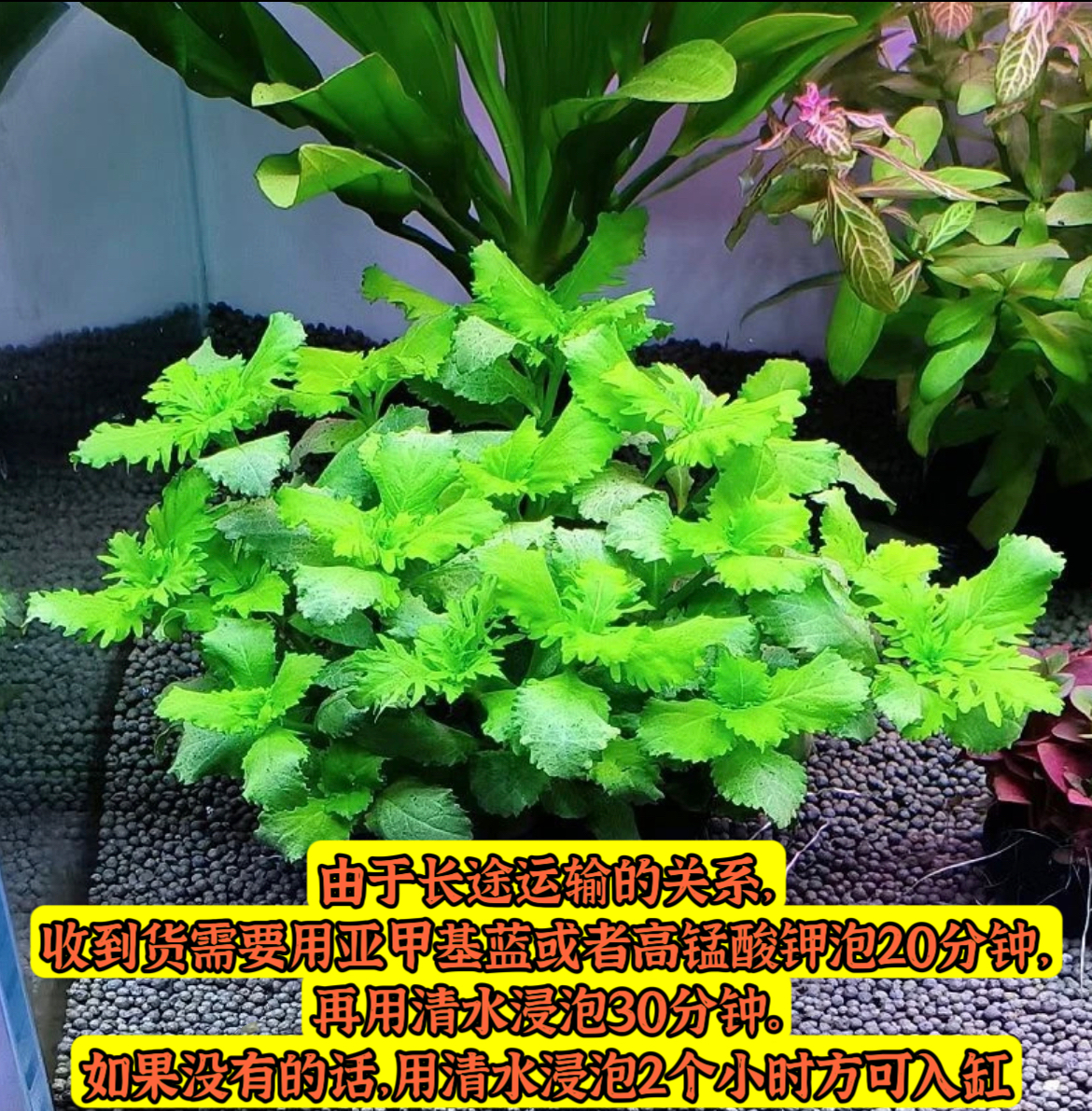 水罗兰坨草水草植物活体真草造景阴性水草懒人新手小白鱼缸水草