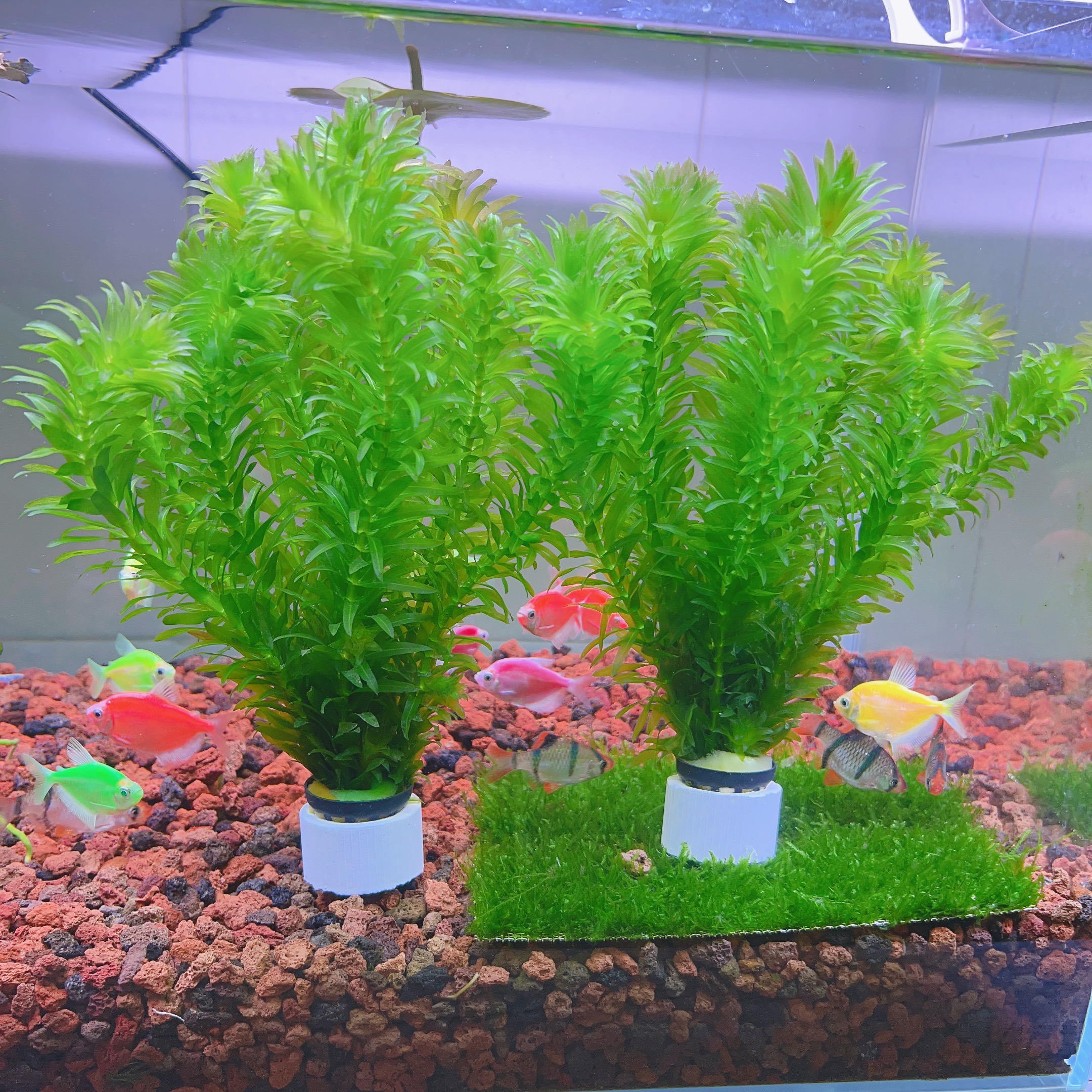 阴性水草蜈蚣草好养活可净化水质适合新手用于鱼缸造景