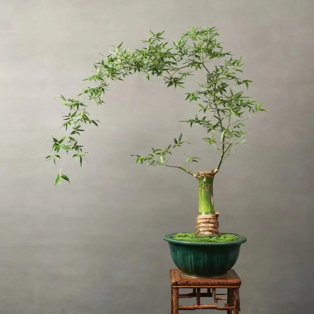 小叶簕竹生桩竹根根苗不带叶子禅意盆景花卉绿植盆栽素材