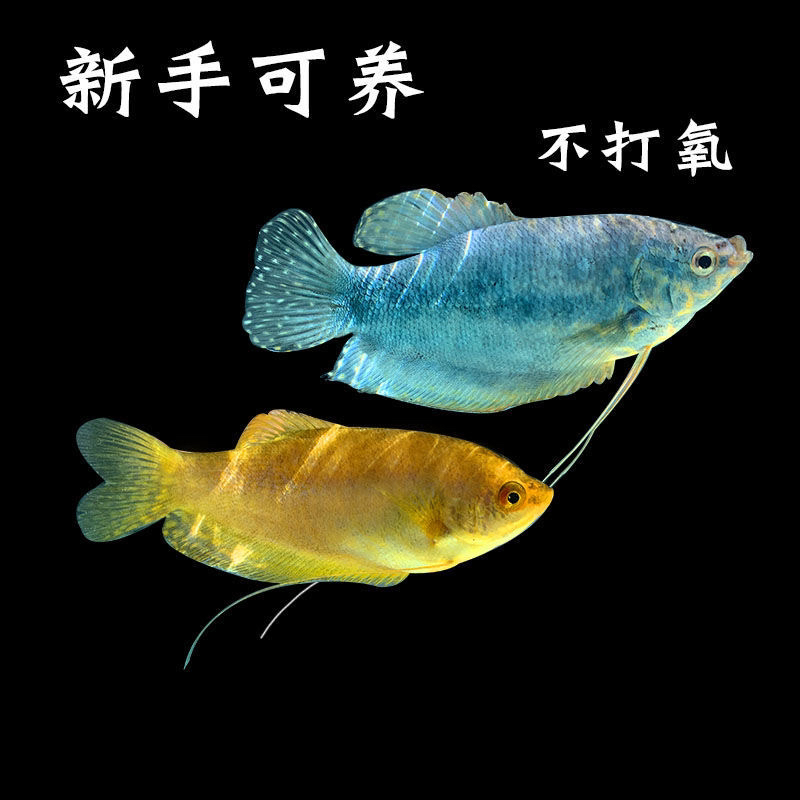 黄曼龙蓝曼龙 好养耐活懒人养鱼 不用换水小型练手活鱼丽丽不打氧