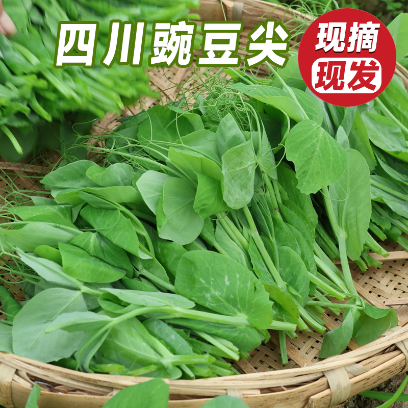 四川农家现摘豌豆尖现发应季新鲜蔬菜豌豆颠火锅滑肉汤食材豌豆苗