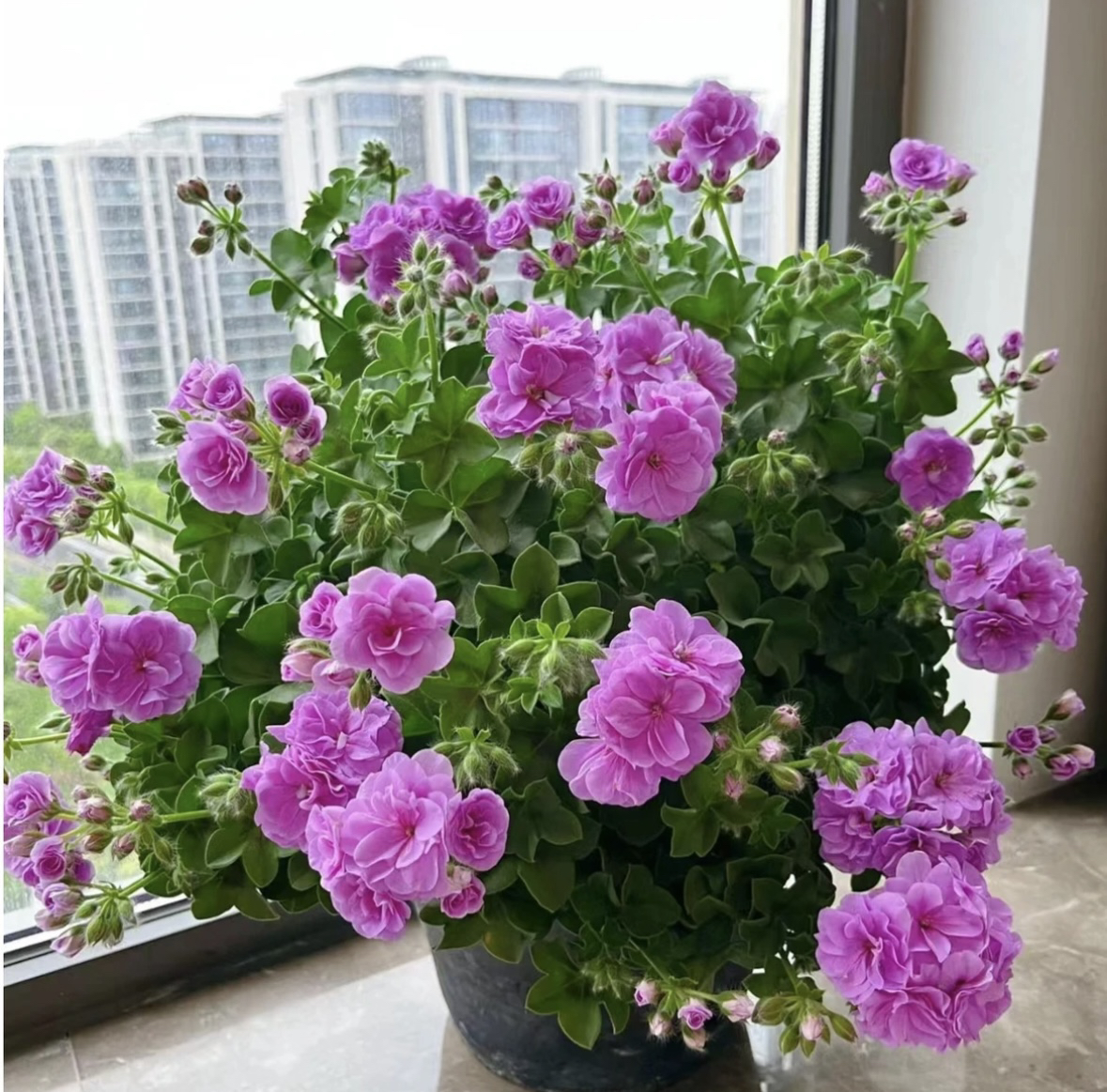 垂钓苗小《夏日玫瑰》生花苞天竺葵（叶子脆快递易折叶）