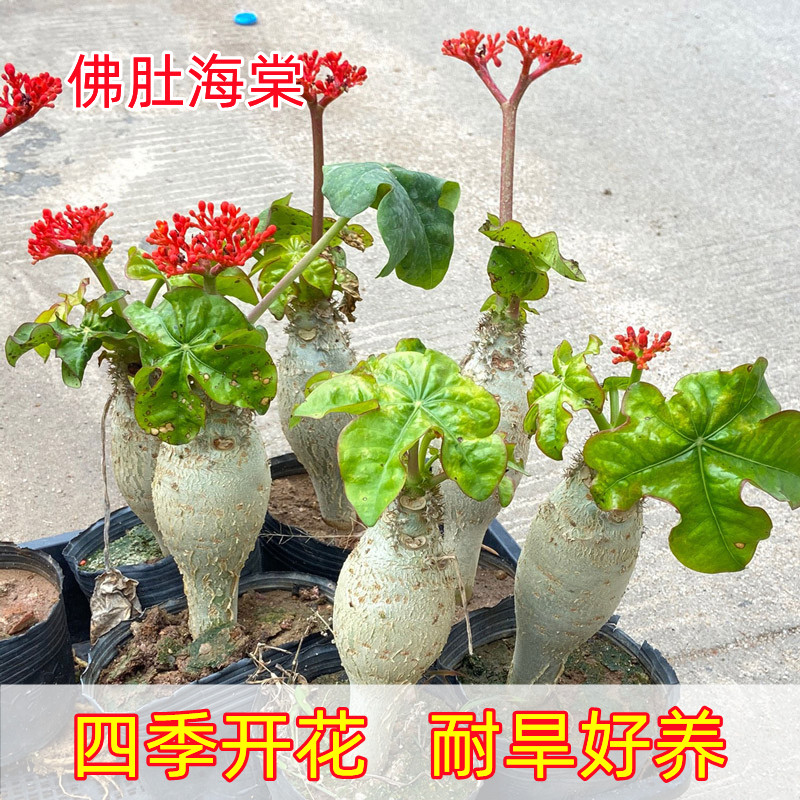 佛肚海棠块根植物佛肚树盆栽办公室阳台庭院懒人好养耐旱多肉绿植