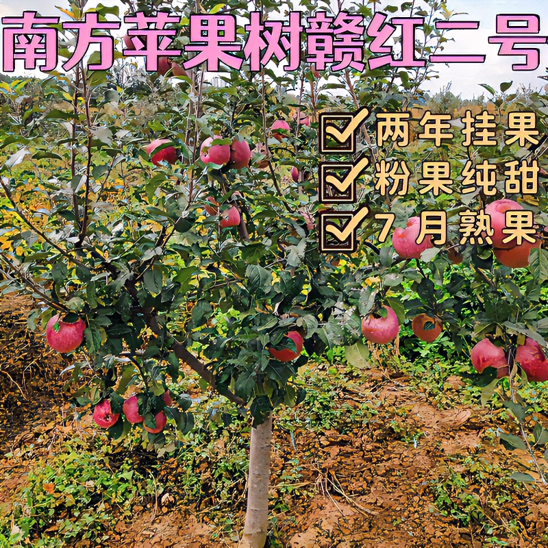 南方苹果树苗赣红二号两年挂果7月底熟果，口感纯甜粉易存活