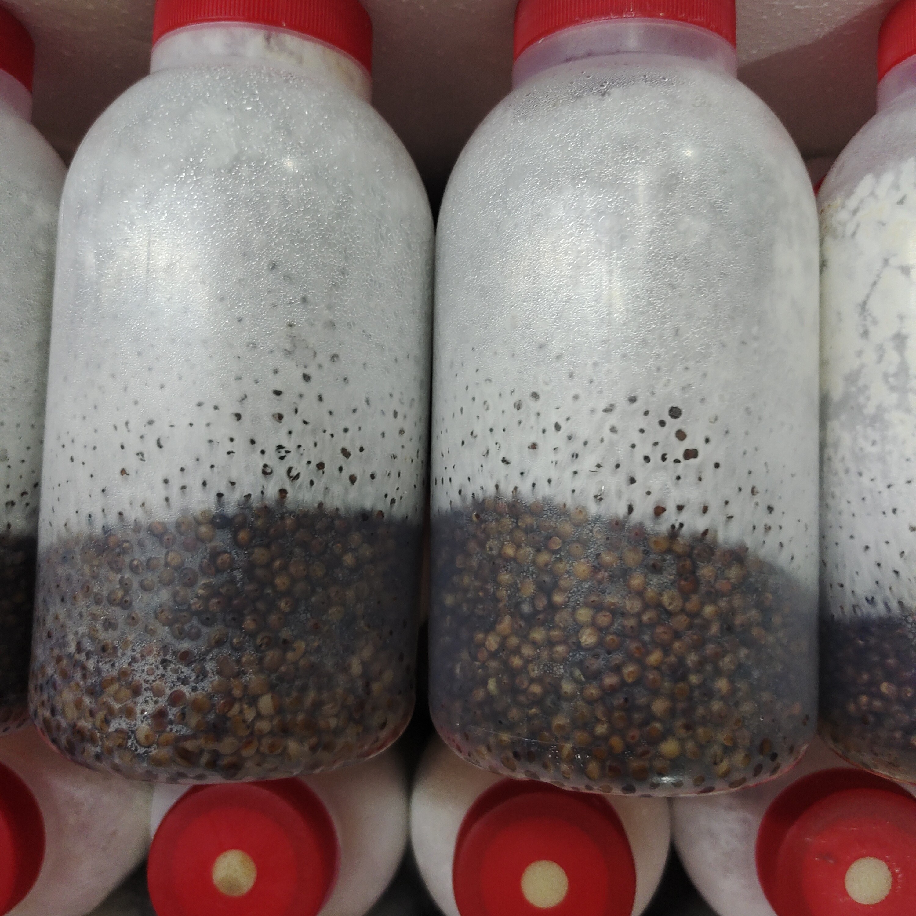 平菇种植高粱菌种枝条菌种灰黑色硬柄品种8105原种650原种969原种