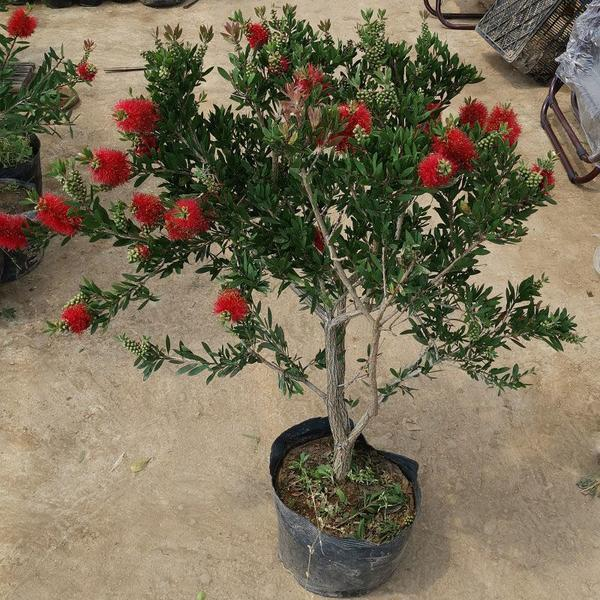 红千层树苗庭院植物门前风景树别墅园林绿化苗木耐冻耐寒绿植