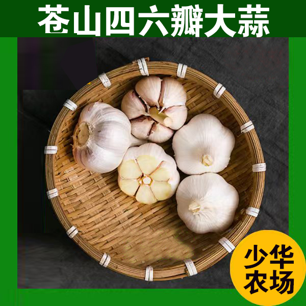 大蒜苍山四六瓣新鲜1斤/3斤/5斤装蒜香味浓辣