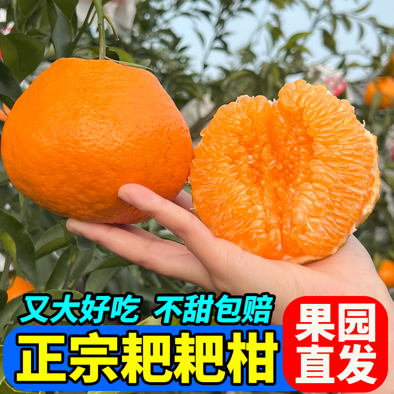【防冻装-零下地区拍】正宗四川春见耙耙柑当季新鲜水果整箱包邮