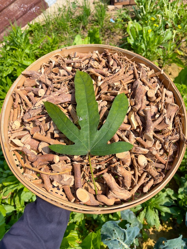 深山野生五指芼桃晒干奶香味足煲汤煮鸡焖鸡爪泡水喝根茎