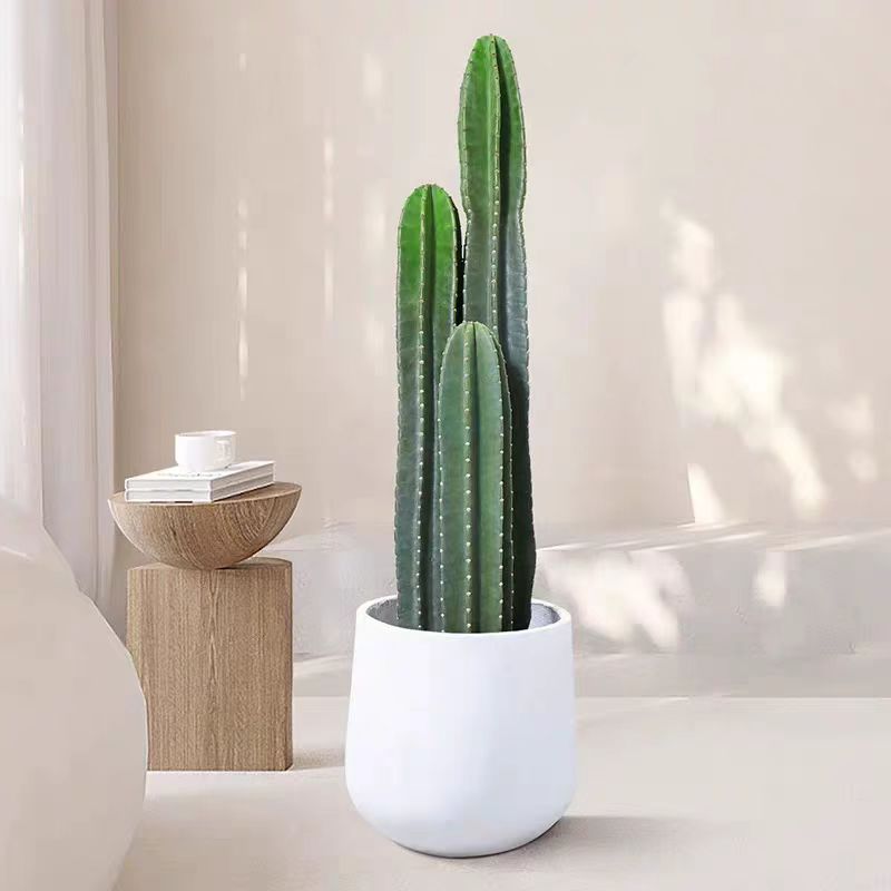 裸根多肉植物量天尺展示盆栽北欧风室内书房客厅阳台庭院无刺绿植