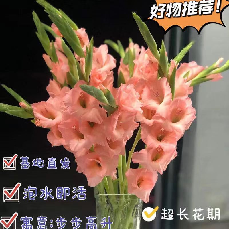 广州剑兰鲜花唐菖蒲基地直发剑兰花家庭室内花瓶养护剑兰鲜花花卉