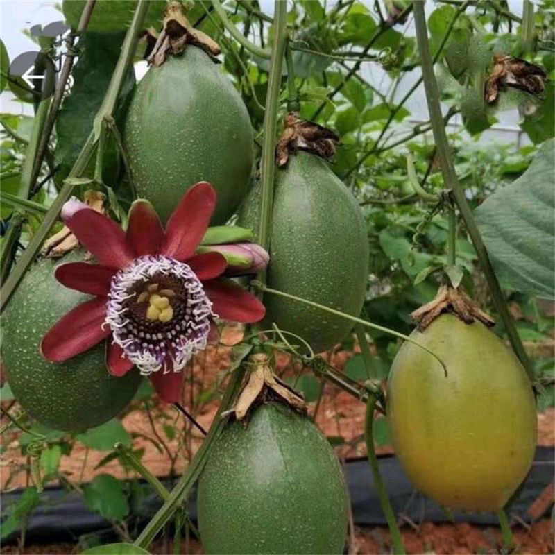 特大果香蜜木瓜百香果嫁接苗阳台庭院盆栽地栽可种植百香果树苗