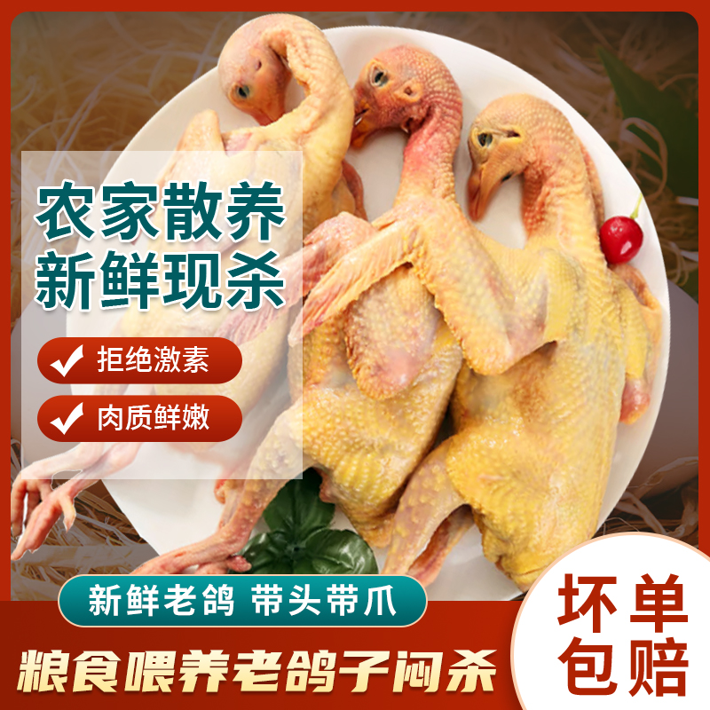 老鸽子炖汤鸽子汤新鲜粮食鸽原粮鸽飞鸽骨折术后