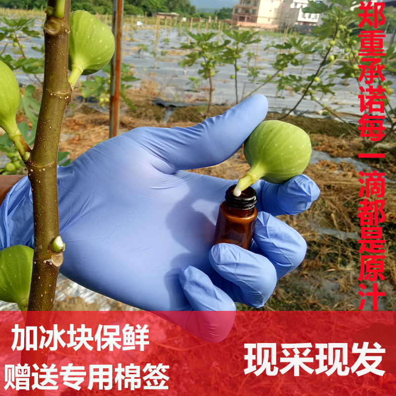 新鲜农家无花果白汁无花果汁液原浆(非食用)