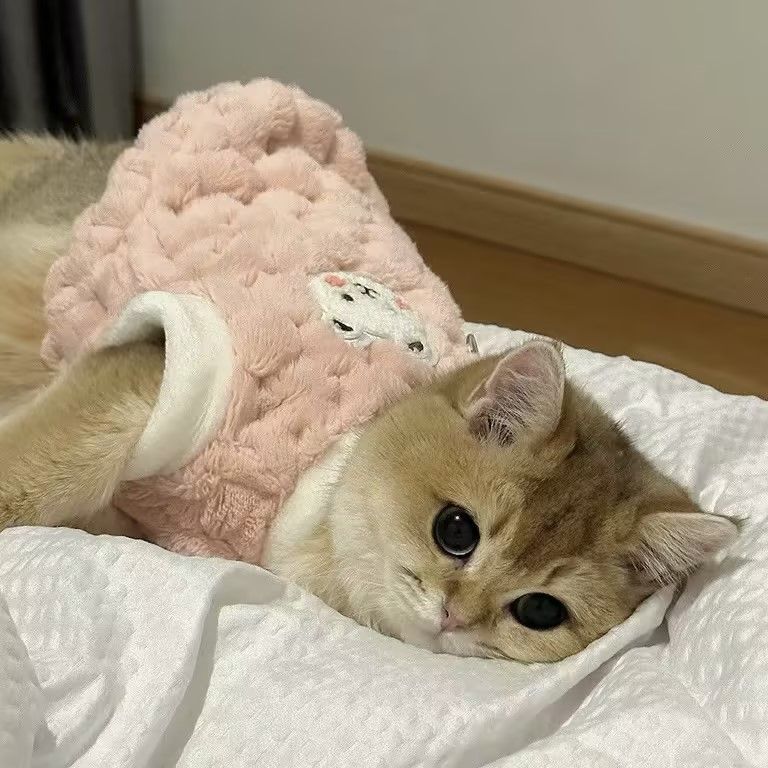 秋冬宠物猫咪衣服保暖加厚马甲绒衣无毛猫布偶猫蓝猫幼猫可爱背心