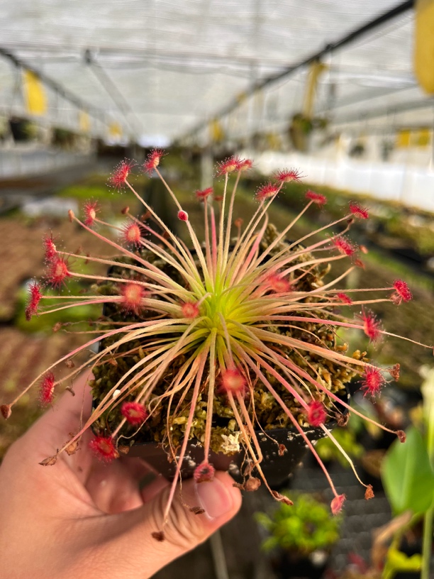 食虫植物孔雀茅膏菜室内桌面绿植趣味盆栽驱蚊驱虫盆栽