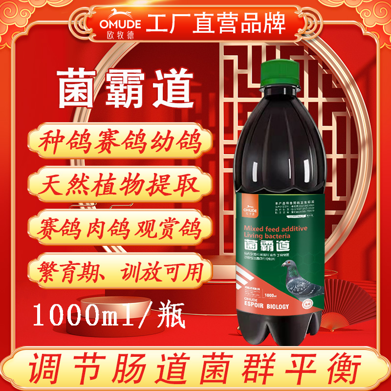 欧牧徳菌霸道赛鸽信鸽观赏鸽种鸽幼鸽可用