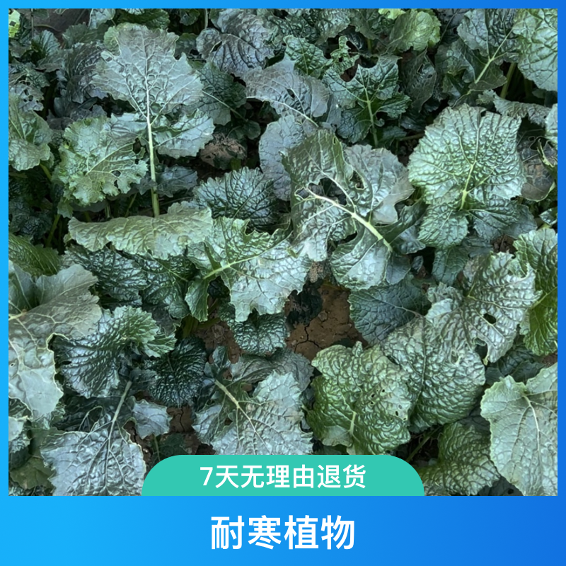 黑麻叶苔菜种子黑菜台菜秋冬蔬菜种籽大全寒菜种籽花叶苔菜耐寒