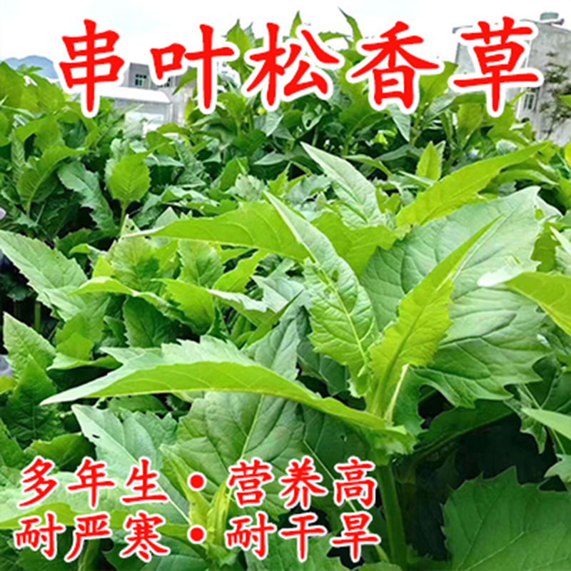 串叶松香草多年生高产牧草喂猪鸡鸭鹅牛羊高蛋白耐寒四季牧草