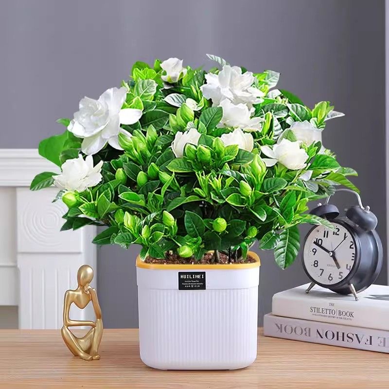 【栀子花】室内摆放清香绿植开花绿植好养香味植物满盆开花栀子花