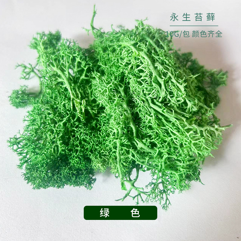 永生苔藓彩色苔藓微景观diy装饰绿植装饰苔藓小包装永生花青苔