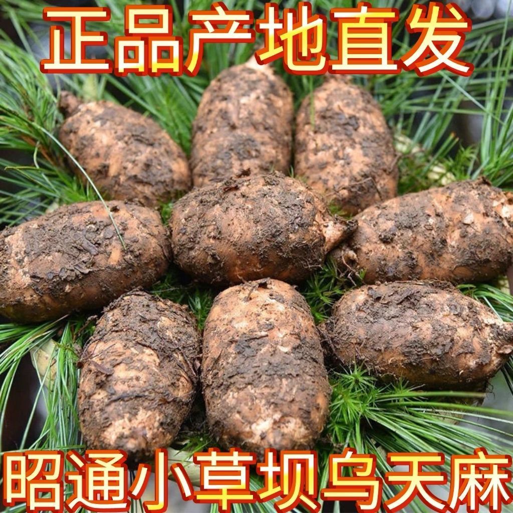 云南昭通小草坝高山新鲜乌天麻林下仿野生种植三年现挖现发特产