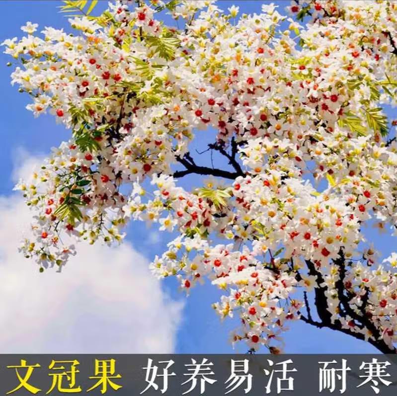 文冠花状元树庭院地栽盆栽耐寒耐热好养状元花绿植