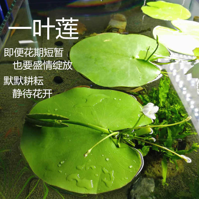 【新手必备】一叶莲水草懒人养鱼30天不换水净化水质生态古法缸必备