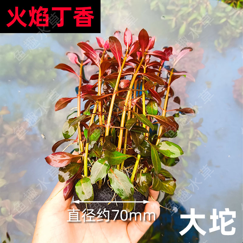 火焰丁香坨草红色系易养带营养基质中后景阴性有茎类无需CO2水草