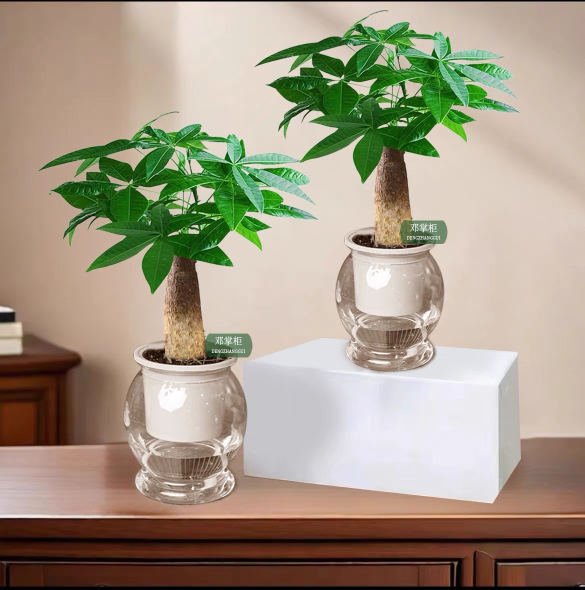 【买一送一】发财树盆栽室内花卉老桩大客厅卧室办公室高档好养活