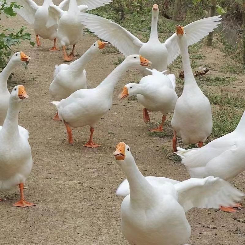 农村散养大白鹅，顺丰包邮（赠内脏）