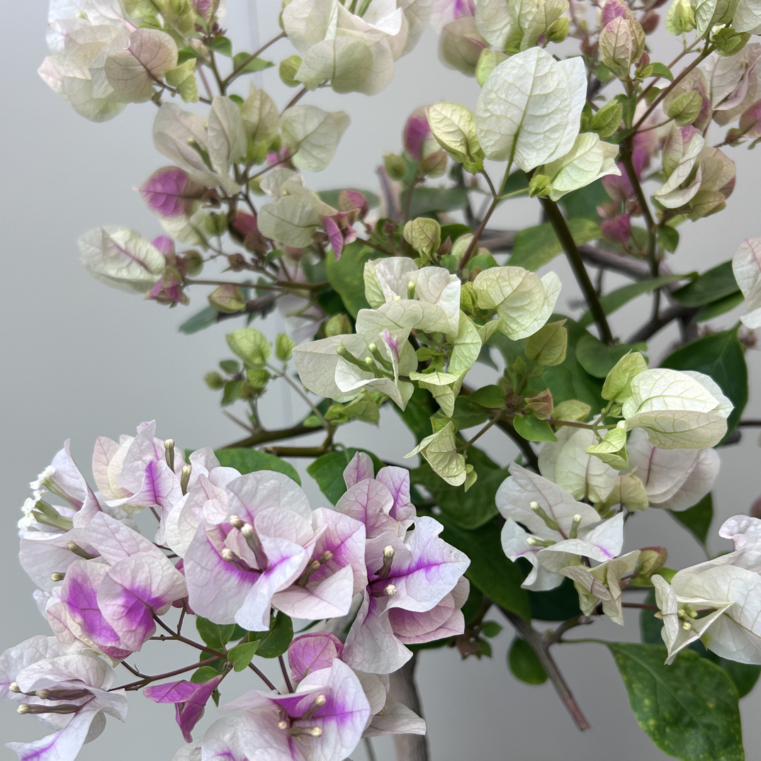 （提根漳红樱）漳州三角梅、自家基地、花艳苗好、好养、易活、适合阳台、