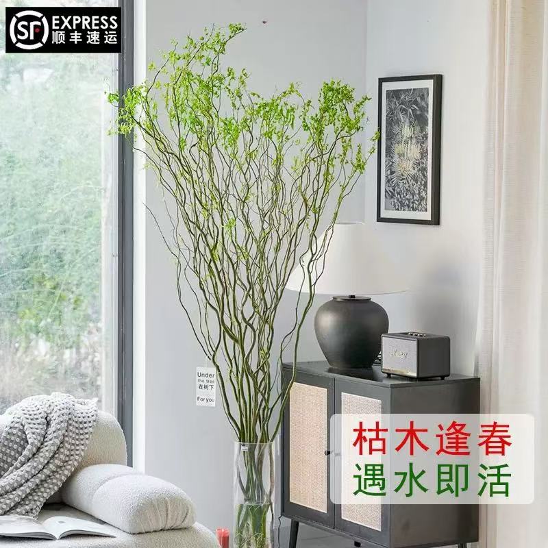【国风龙柳】水培鲜枝室内摆放懒人龙柳鲜枝室内绿植水养花卉