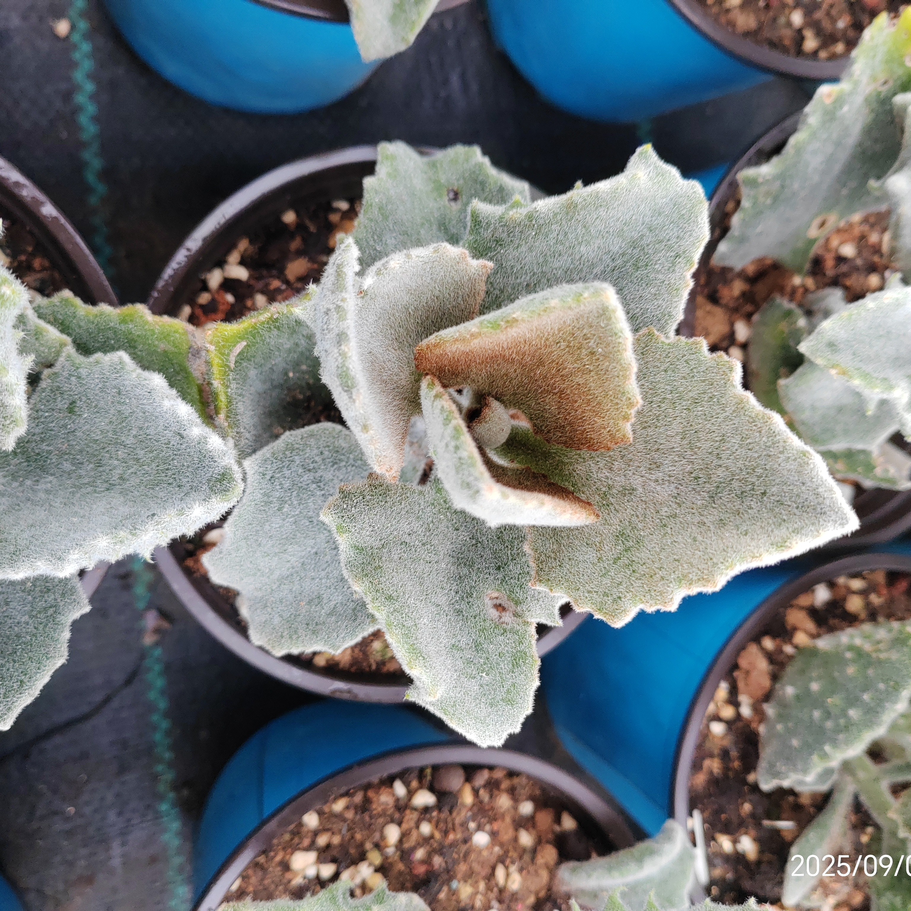稀有鹰兔耳多肉植物网红绿植可作嫁接砧木室内阳台盆栽多肉盆栽