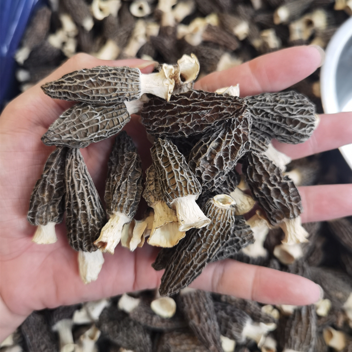 【珠海升仔】羊肚菌  厚肉煲汤酿肉 林下羊肚菌 100克/250克