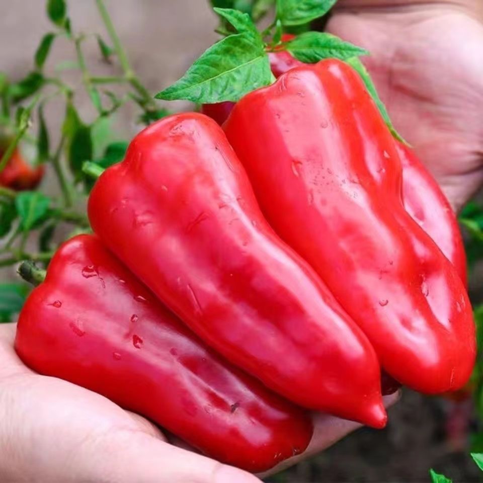 【淮安特产 产地直发】淮安红椒新鲜大红椒红辣椒农家红椒辣椒