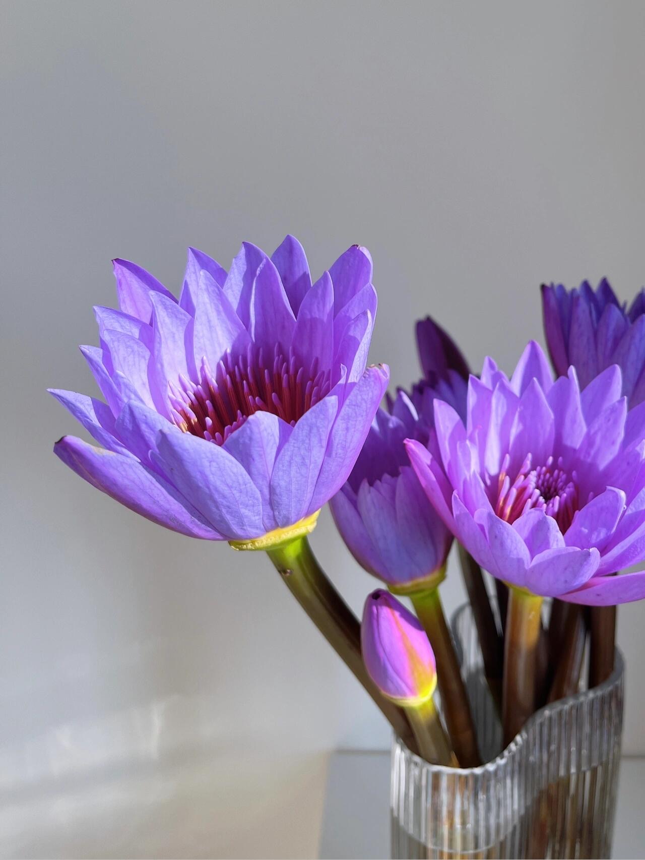 直播福利10枝紫色睡莲鲜花-广州睡莲鲜花基地直发