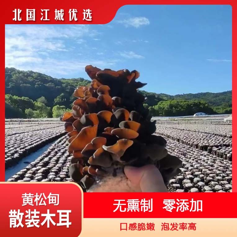 【东北黑木耳】东北干货黄松甸黑木耳肉厚劲道助农产品