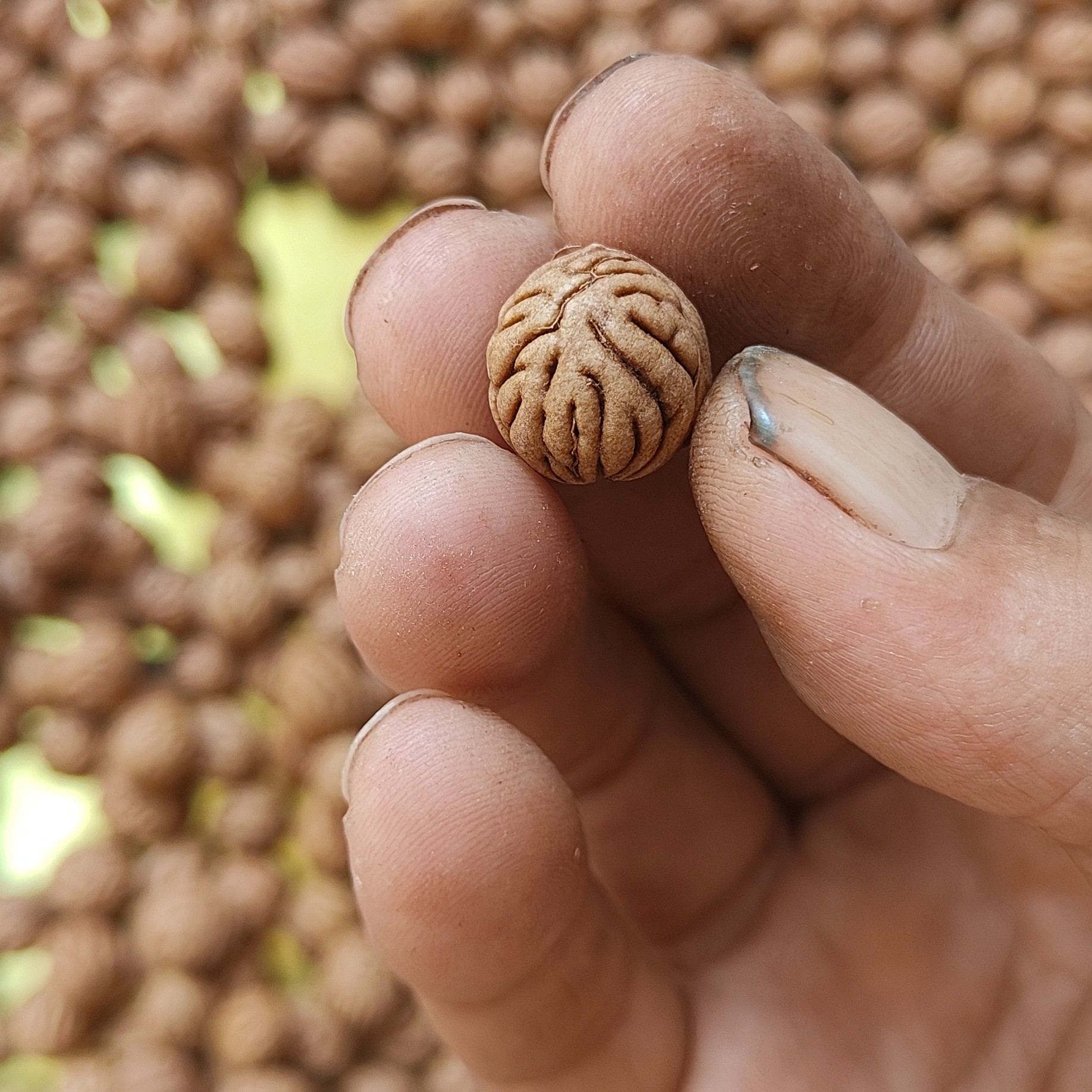 大肠纹散籽，50颗一组258元。定制价50一颗籽，新店优惠尝试。