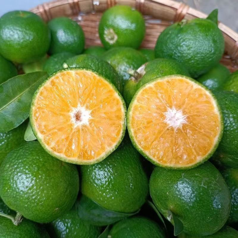 新鲜清香蜜橘茶橘巴西橘纯甜无酸少籽