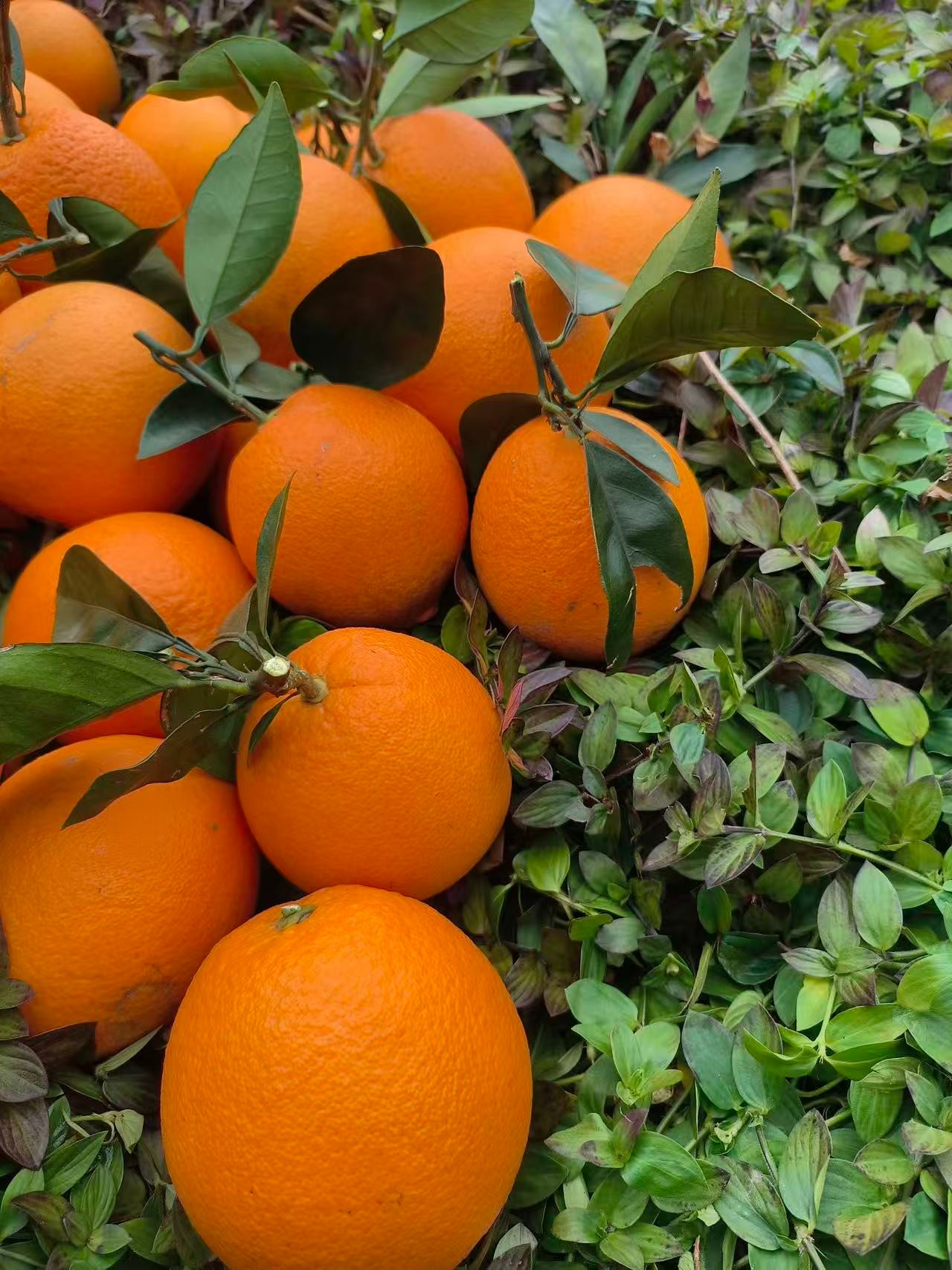 正宗赣南脐橙-汁水丰盈新鲜橙香味浓郁精品果10斤