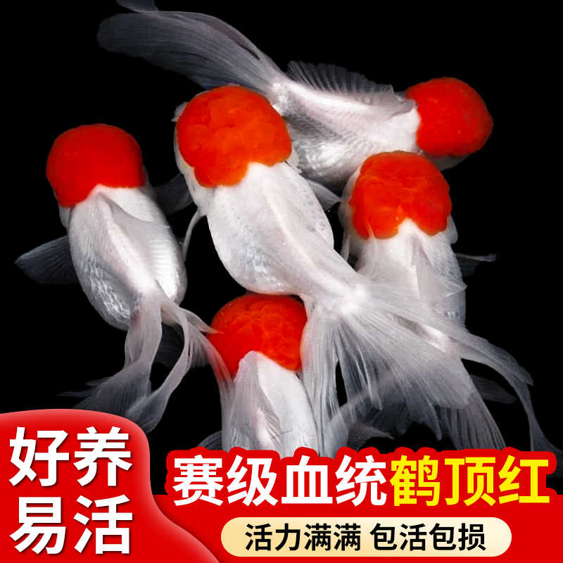 顶红金鱼鸿运当头鹤冷水观赏鱼狮子头好养耐活丹顶红活鱼招财鱼苗