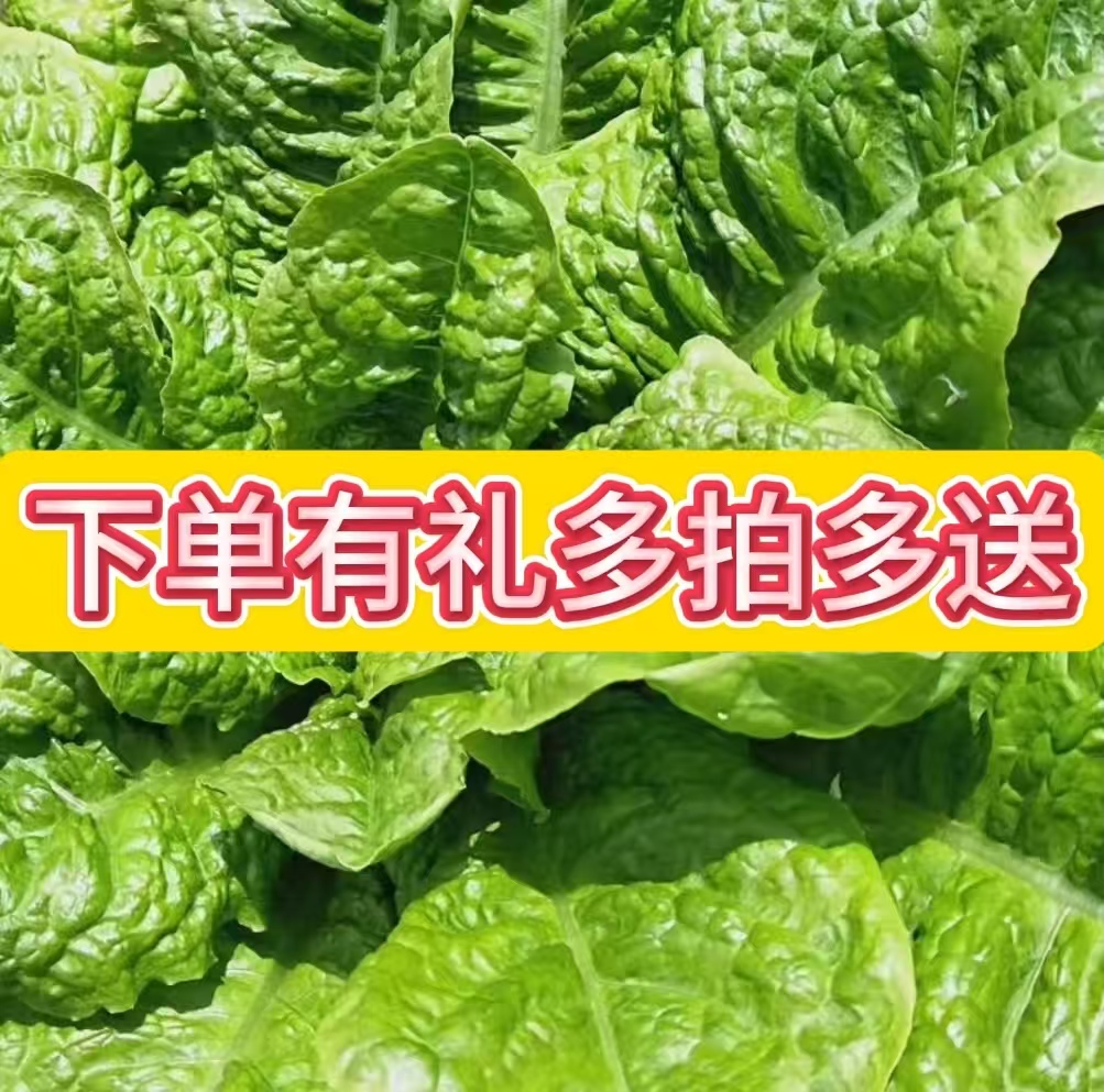 莴麻菜种子1包约1000粒叶大多嫩绿椭圆形口感糯清香菜园种植莴苣