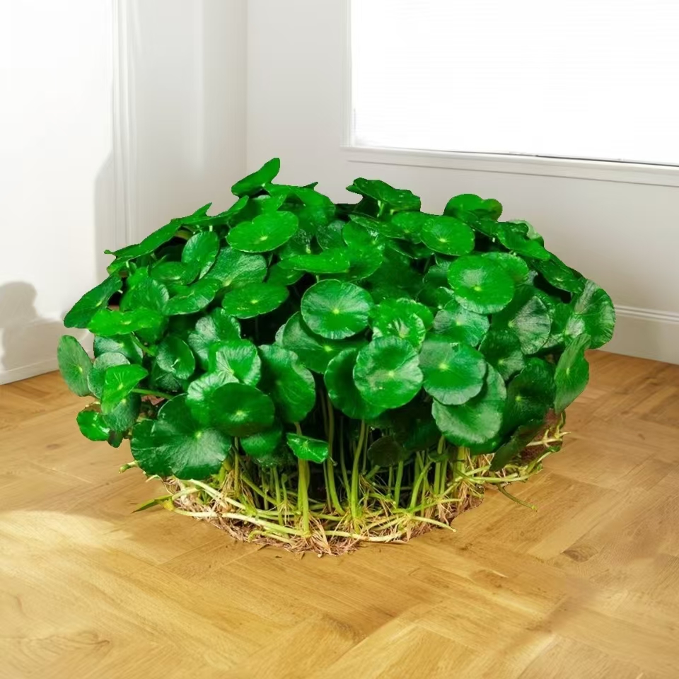 铜钱草水培盆栽室内室外花卉招财大叶金钱草绿植绿植花草植物