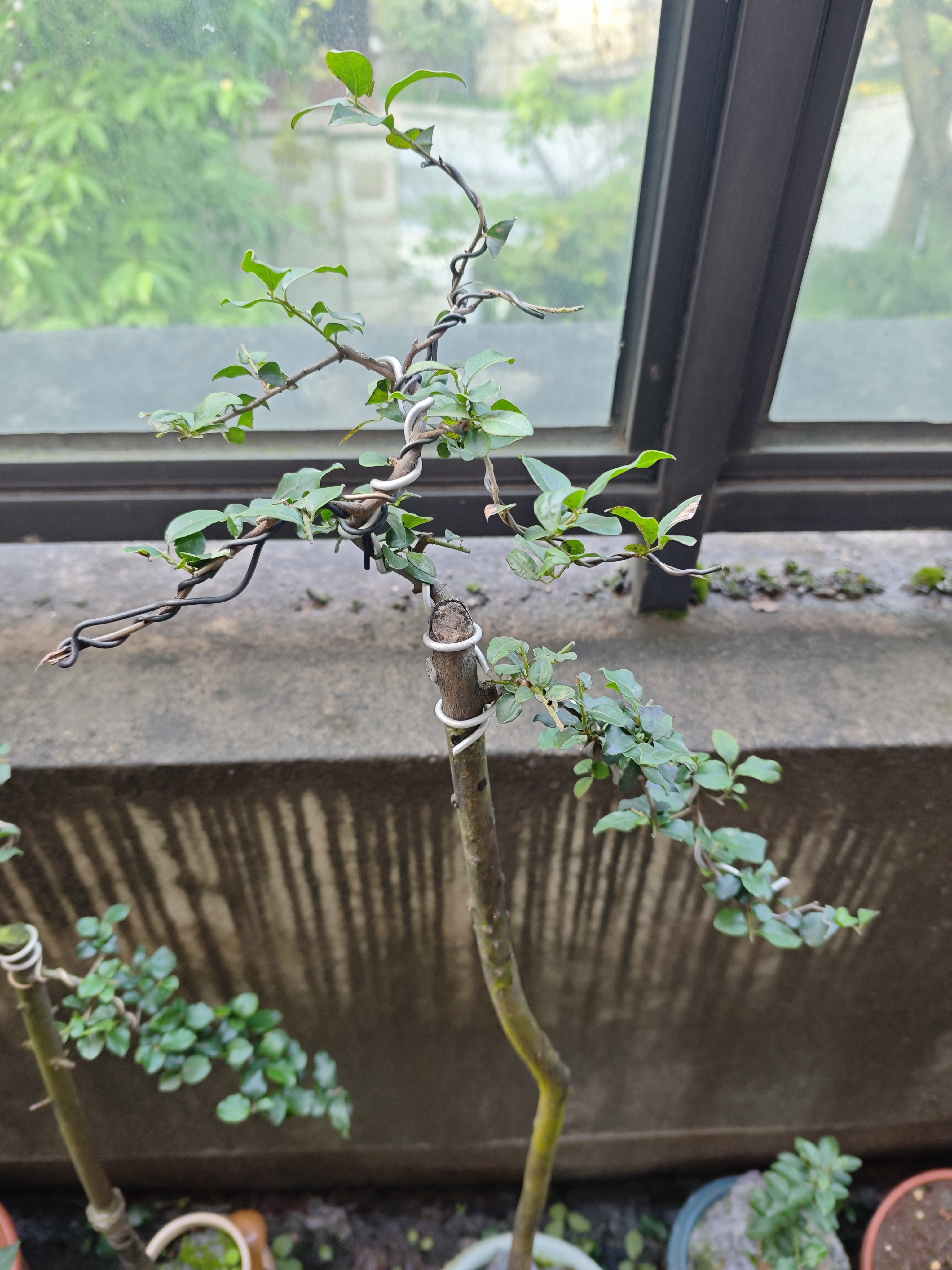 金弹子茶空间装饰盆景绿植